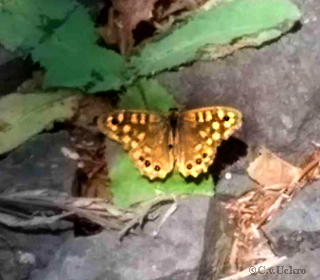 Pararge xiphia auf Madeira